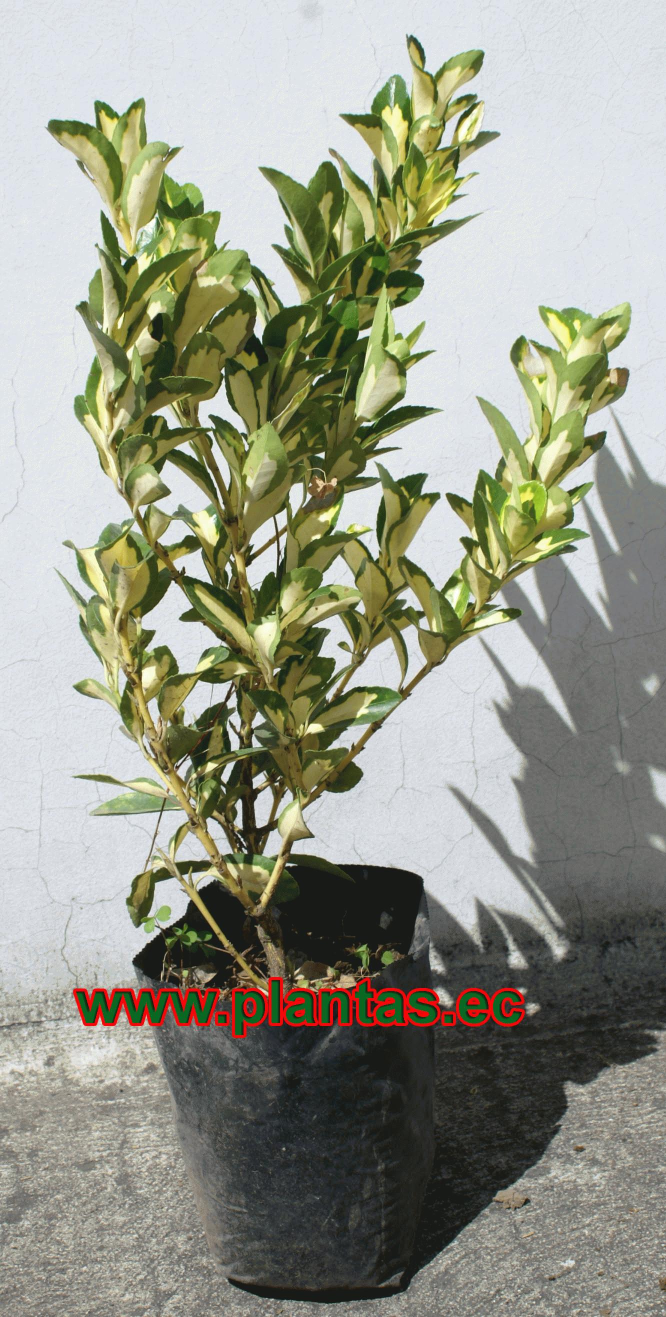 Trueno colombiano, arboles frutales, plantas ornamentales y medicinales, los hongos y productos Trueno colombiano, arboles frutales, plantas ornamentales y medicinales, los hongos y productos